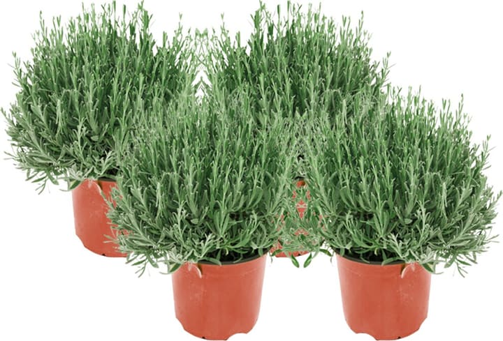 Image of Lavendel Lavandula Angustifolia (4er Set) Ø18cm Kräuterpflanze