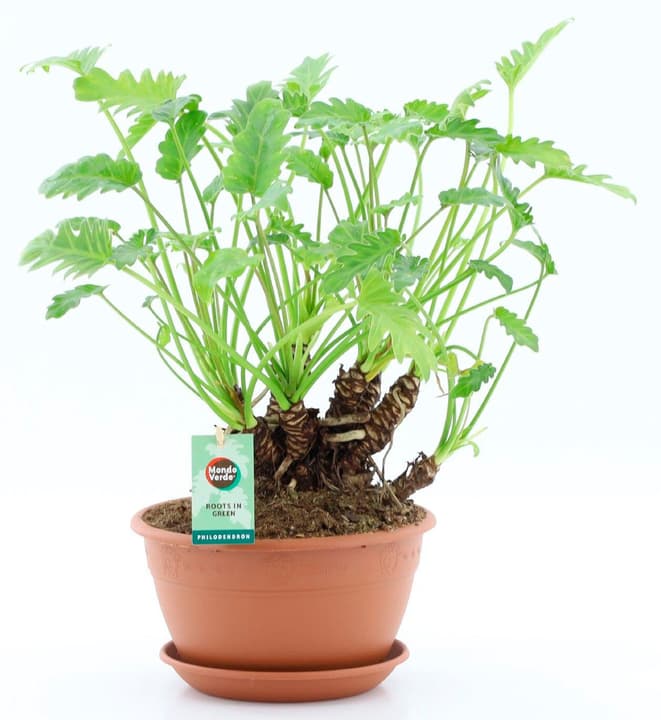 Image of Philodendron Xanadu Bonsai Ø24cm Blattschmuckpflanze
