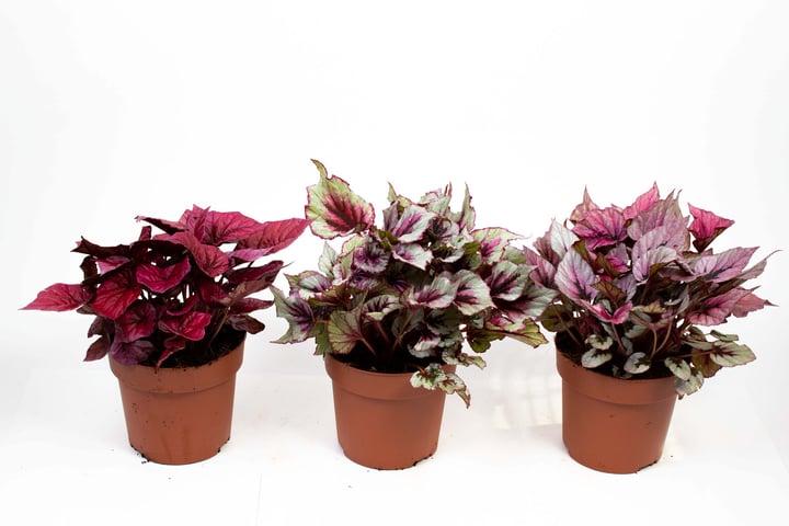 Image of Königs-Begonie (3er Set) Ø17cm Grünpflanze bei Do it + Garden von Migros