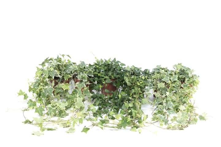 Image of Hedera helix Mix (6er Set) Ø13cm Grünpflanze
