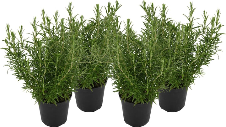 Image of Rosmarin Rosmarinus Officinales (4er Set) Ø18cm Kräuterpflanze