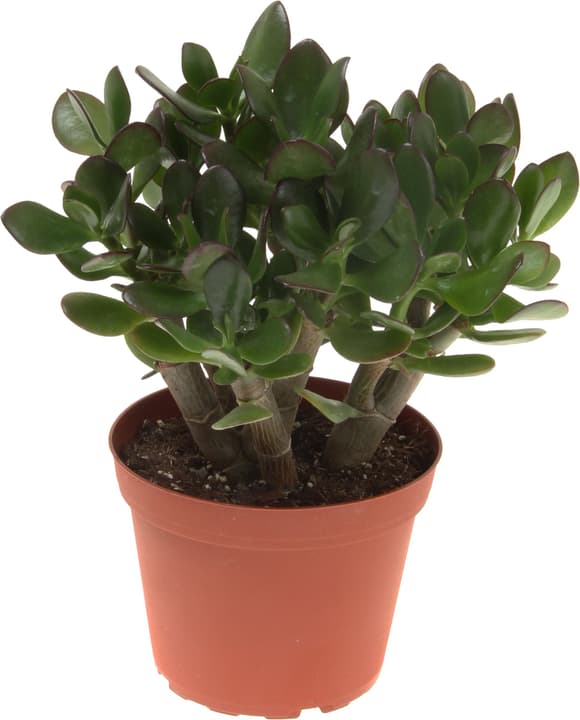 Crassula ovata Crassula ovata 300203800000 Bild Nr. 1