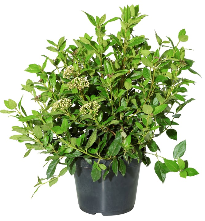 Viburnum tinus Busch 5l Viburnum tinus Busch 5l 306071200000 Bild Nr. 1