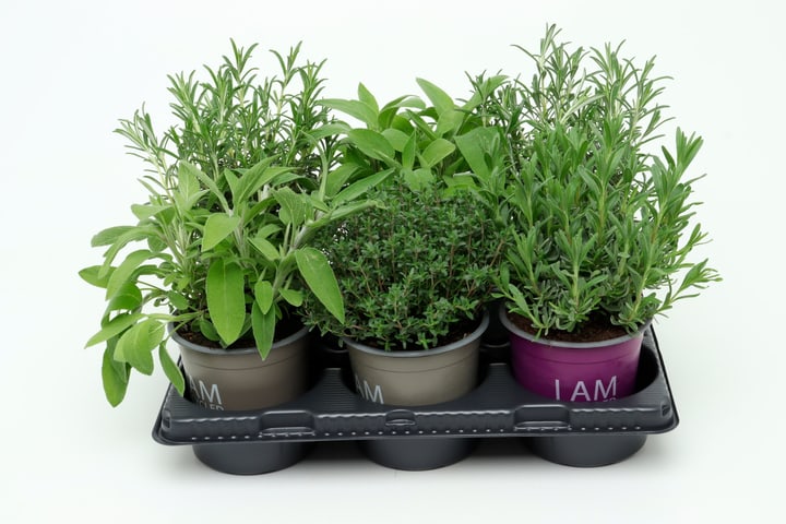 Image of Bio Italienmix 2 (6er Set) im Cup Ø13cm Kräuterpflanze