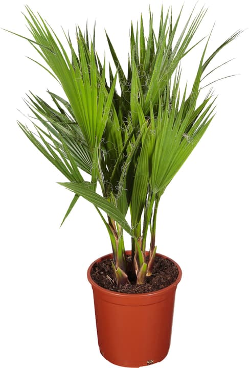 Washingtonia Tuff Washingtonia Tuff 304037100000 Topfgrösse 20 cm Bild Nr. 1