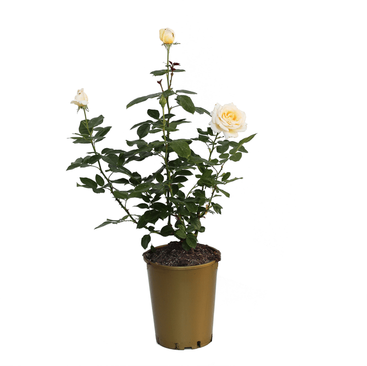 Image of Duftrose Anastasia 6l Rose bei Do it + Garden von Migros