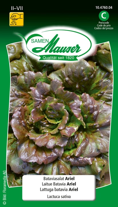 Image of Samen Mauser Bataviasalat Ariel Gemüsesamen