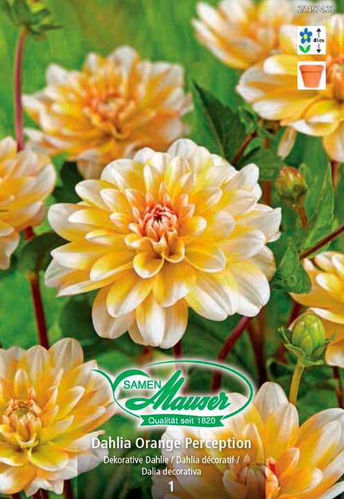 Image of Samen Mauser Dahlia Orange Perception Blumenzwiebeln