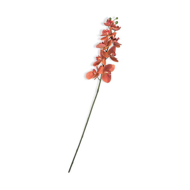 ORCHIDEE Orchidées fleur coupée ORCHIDEE Orchidées fleur coupée 390252000000 Photo no. 1