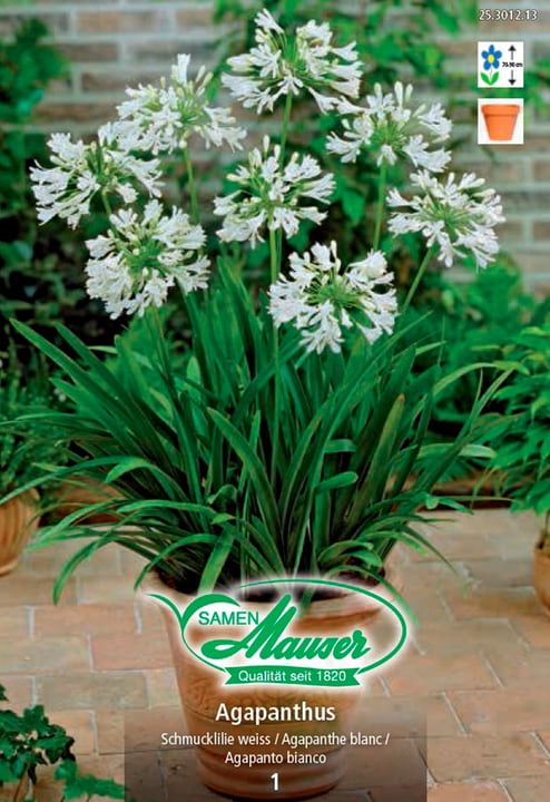 Image of Samen Mauser Agapanthus weiss Schmucklilie Blumenzwiebeln