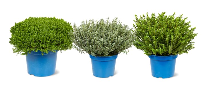 Image of Strauchveronika Hebe Green Boys Mix (3er Set) Ø17cm Herbstblume bei Do it + Garden von Migros