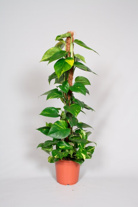 Image of Efeutute Epipremnum Pinnatum am Moosstab Ø19cm Blattschmuckpflanze