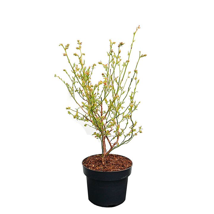 Image of Heidelbeere Goldtraube 4l Beerenobst bei Do it + Garden von Migros