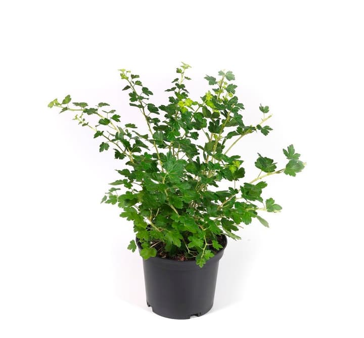 Image of Stachelbeere Rokula rot 5l Beerenobst