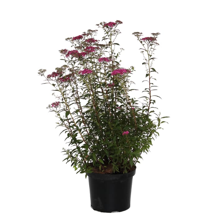 Image of Spierstrauch Spirea Anthony Waterer 3.5l Ziergehölz
