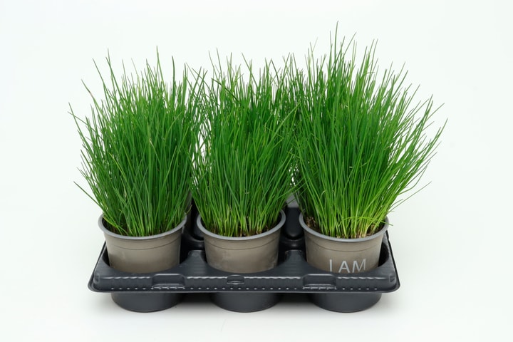 Image of Bio Schnittlauch Allium schoenoprasum (6er Set) im Cup Ø13cm Kräuterpflanze