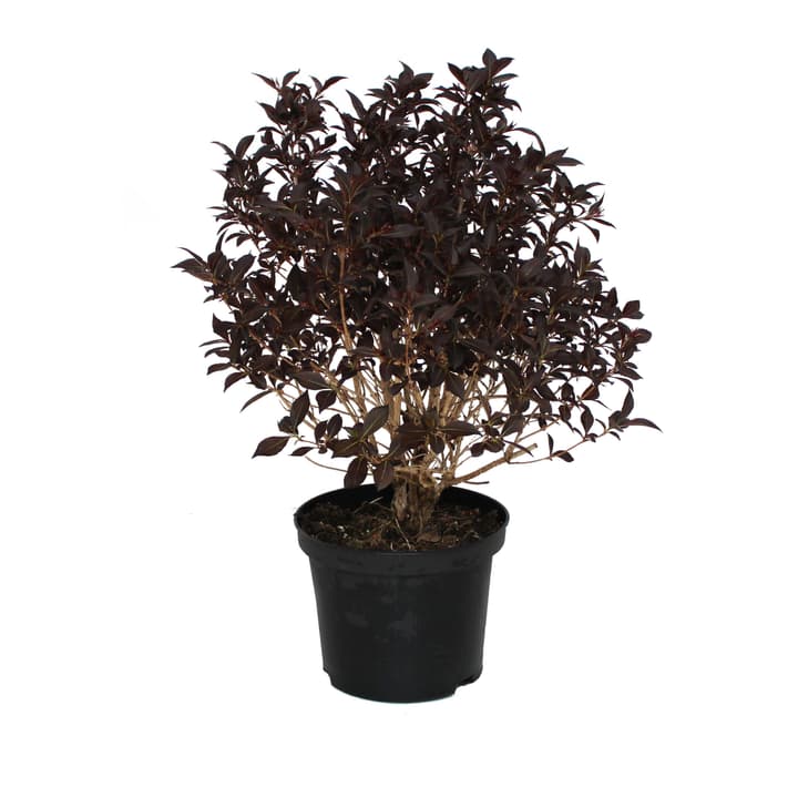 Image of Weigelie Weigela Alexandra 5l Ziergehölz