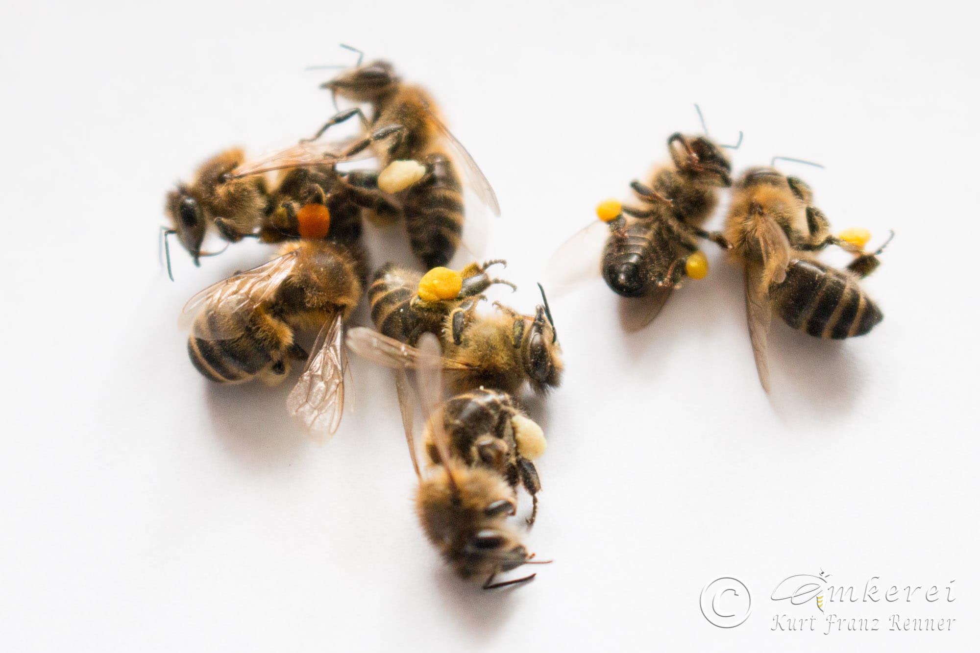 http://www.imkerei-renner.at/wp-content/uploads/2015/03/toto-bienen-pollen-16-03-2015-1.jpg