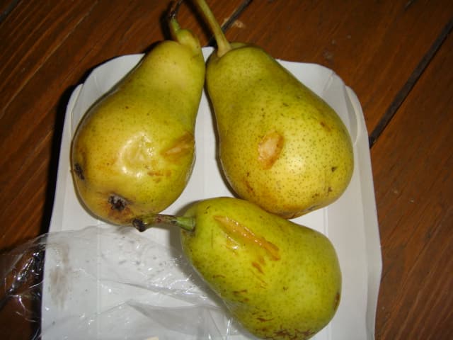 DSC07621.JPG