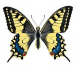 Malgonia