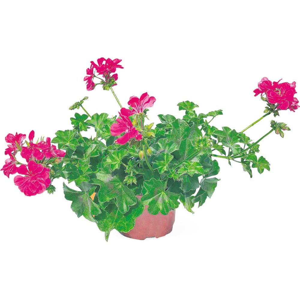 Geranium hängen 14cm • Migros