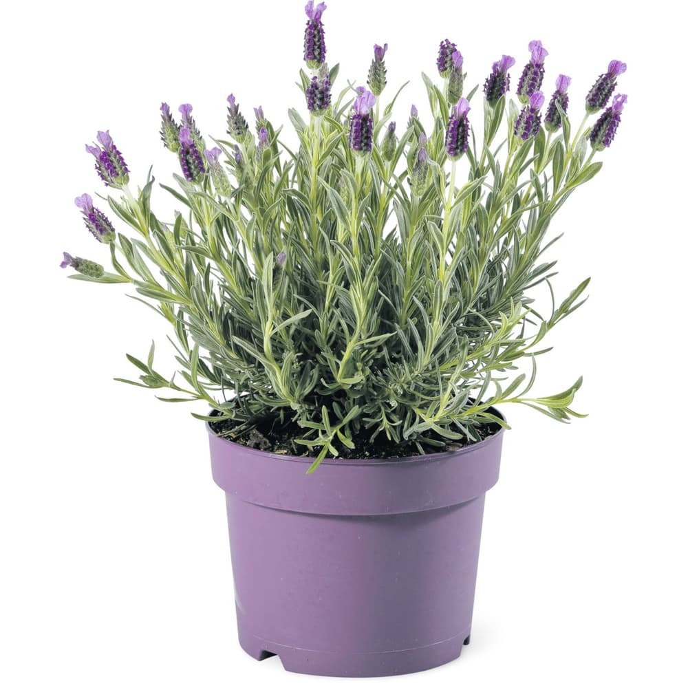 Lavendel • Migros