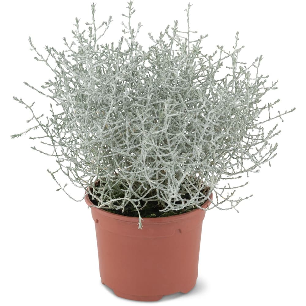 Calocephalus 10cm • Migros