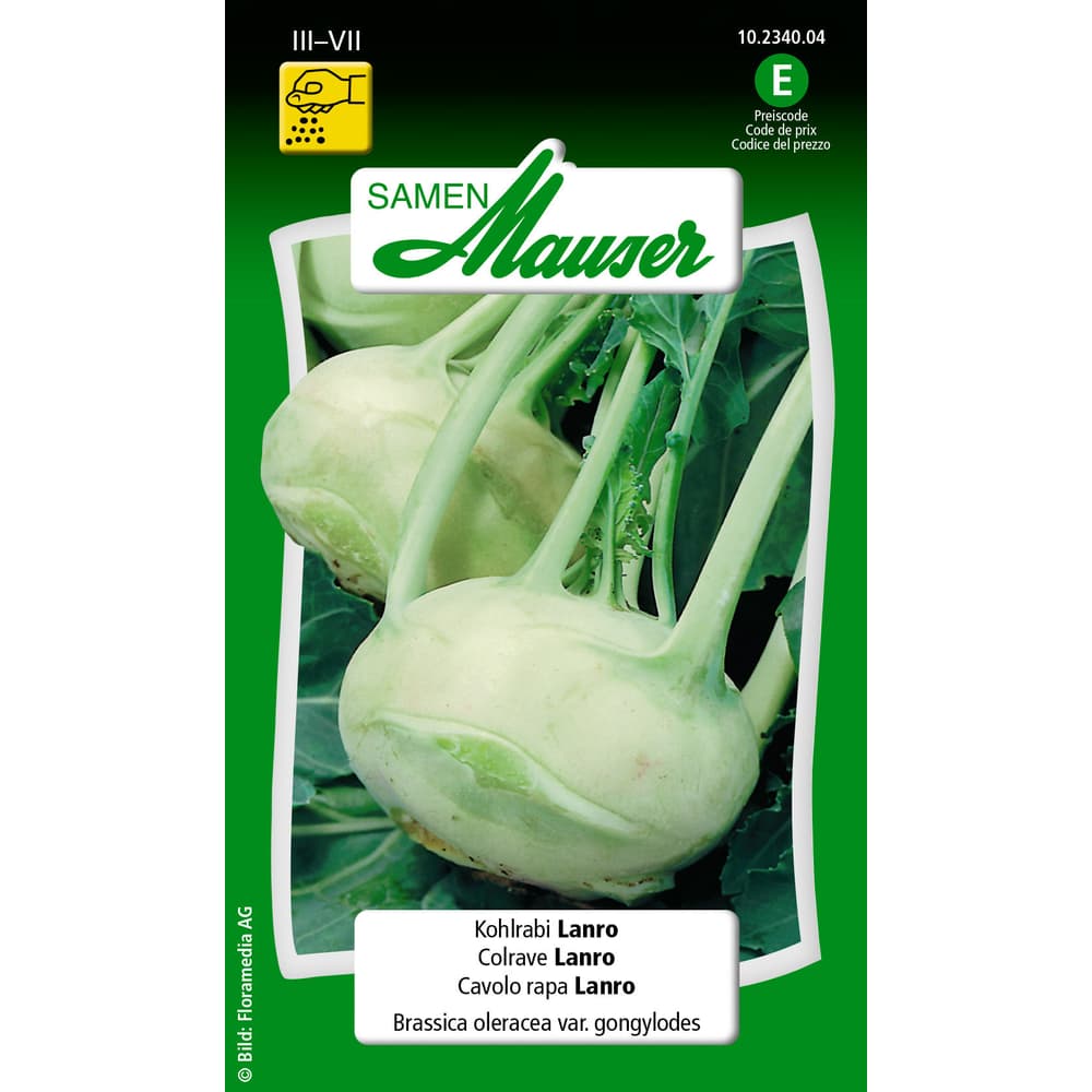 Sperli Premium Kohlrabi Samen „Lanro“ – Aromatisch, Schossfest, Nicht Holzig (samenfest)