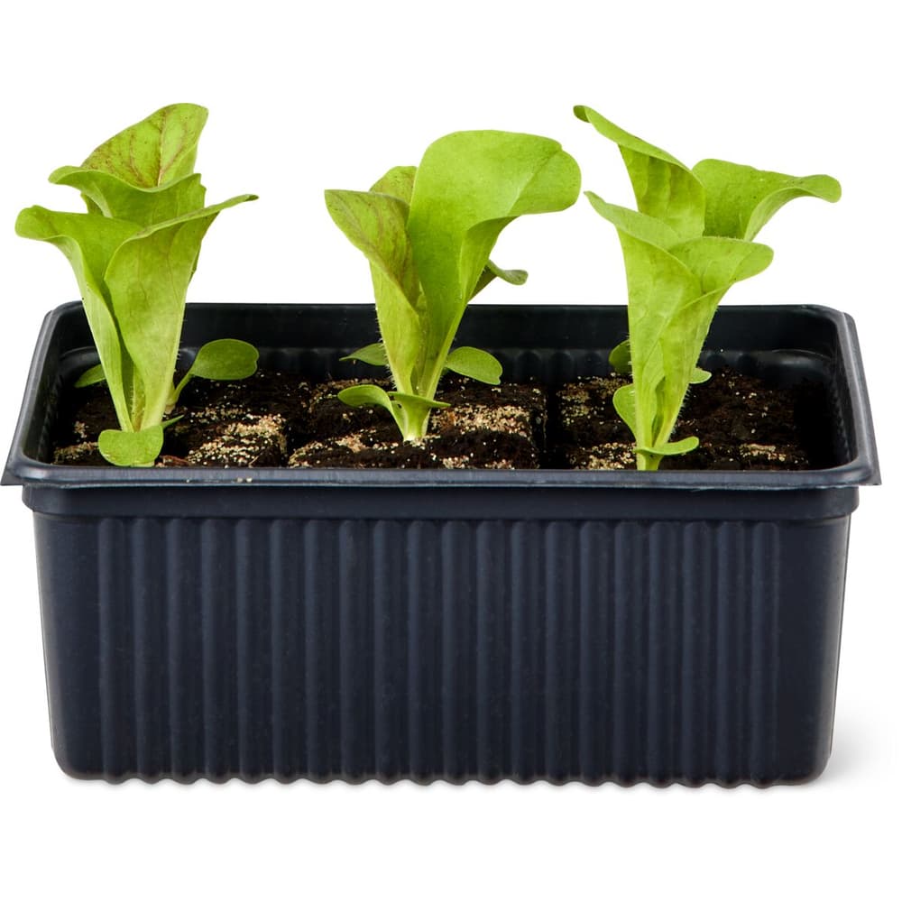 Migros Bio Krachsalat rot • Migros
