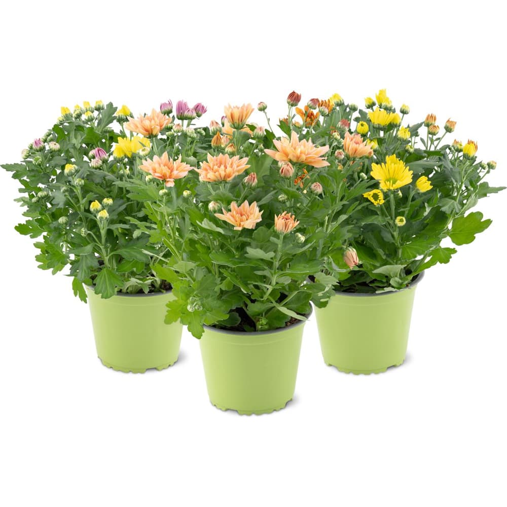 Chrysanthemen 14cm • Migros