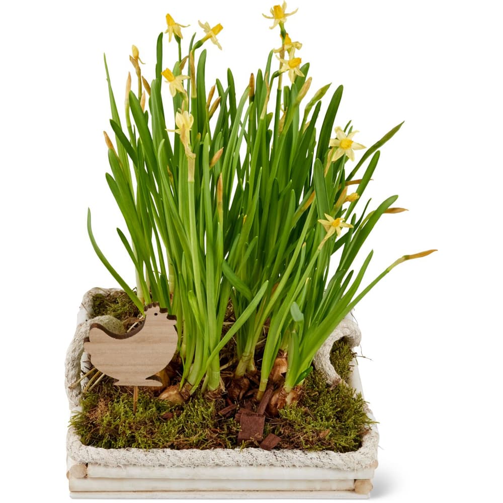 Ostern Arrangement • Migros