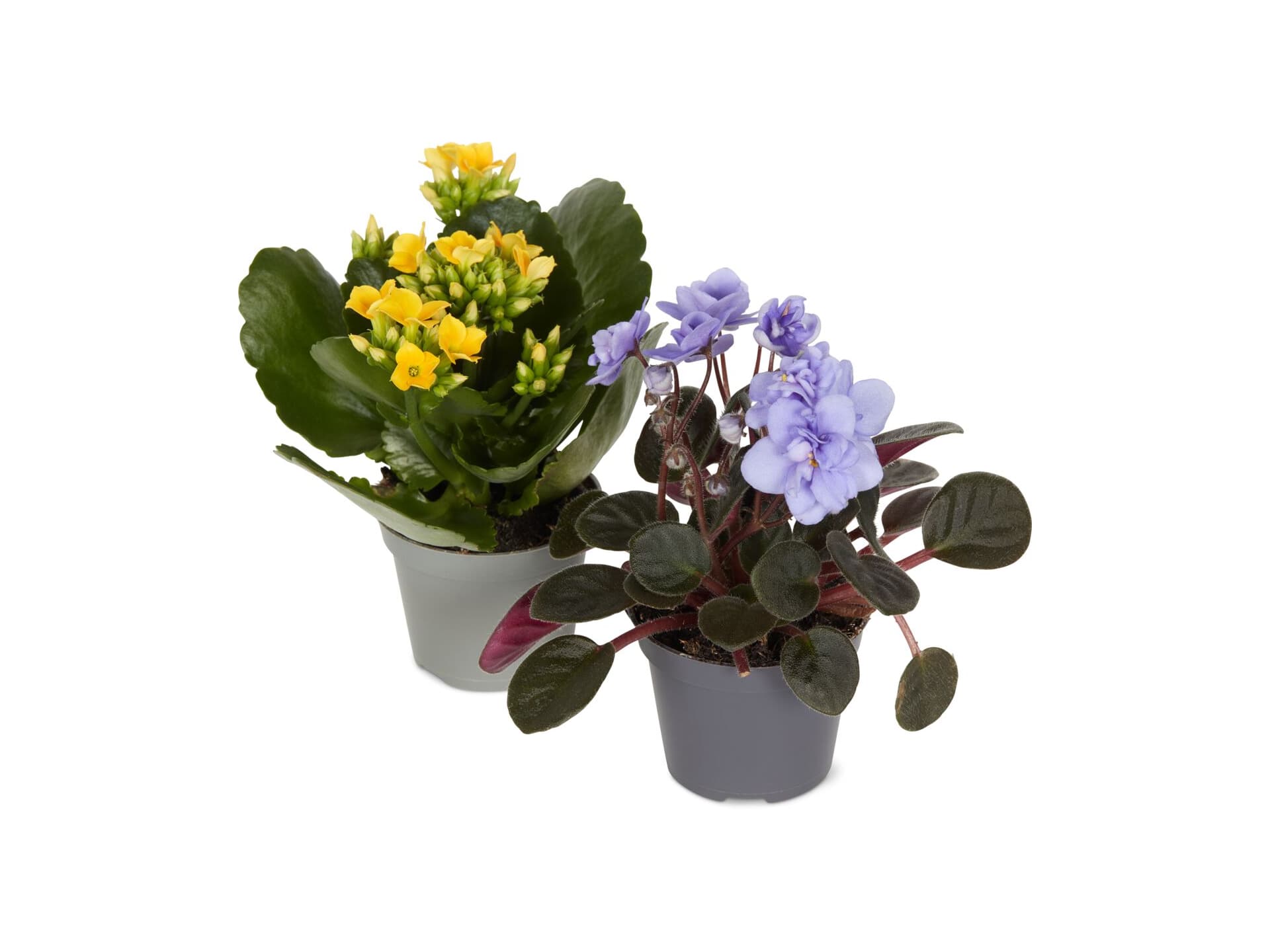 MiniBlühpflanzen, Topf Ø 6 cm • Migros