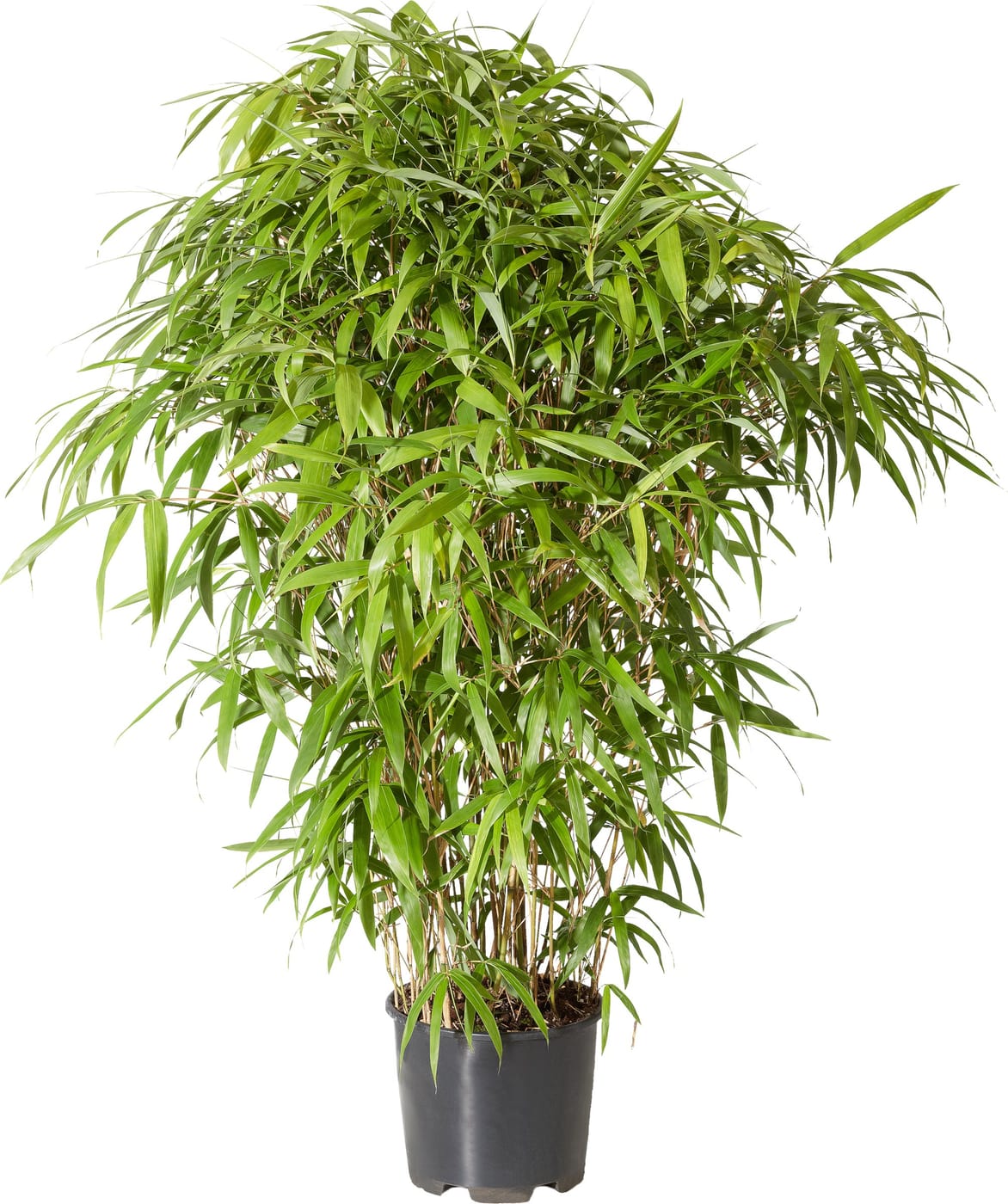  Pseudosasa japonica  bambou 10 l Migros