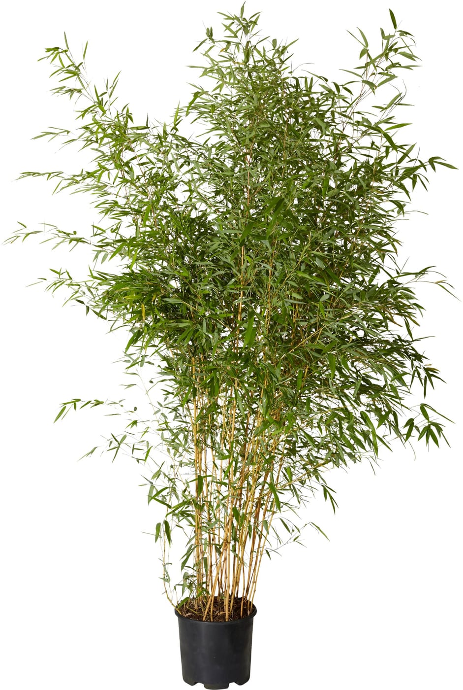 Bambus Phyllostachys Aurea 10l Migros