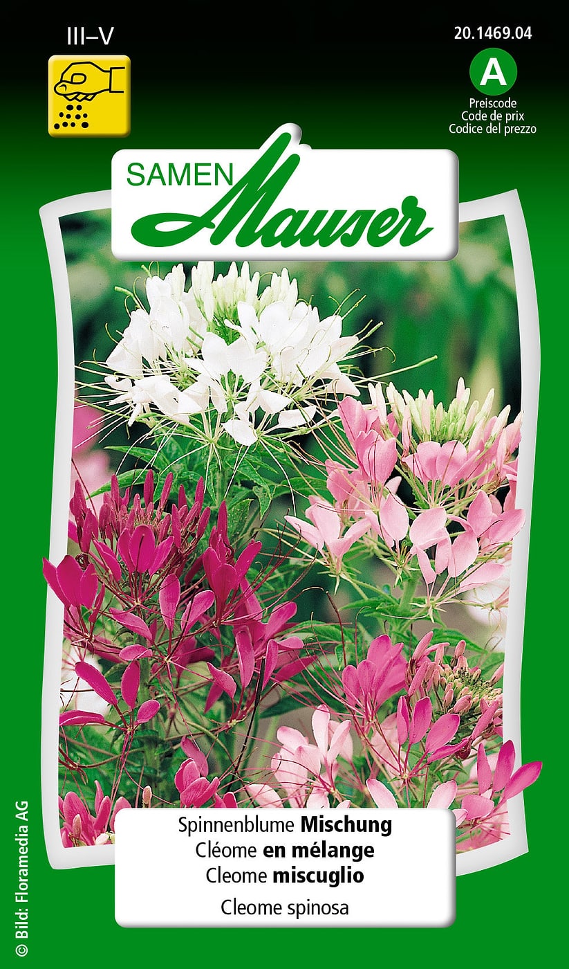 Blume Cleome hassleriana 50 Samen Spinnenblume Mischung